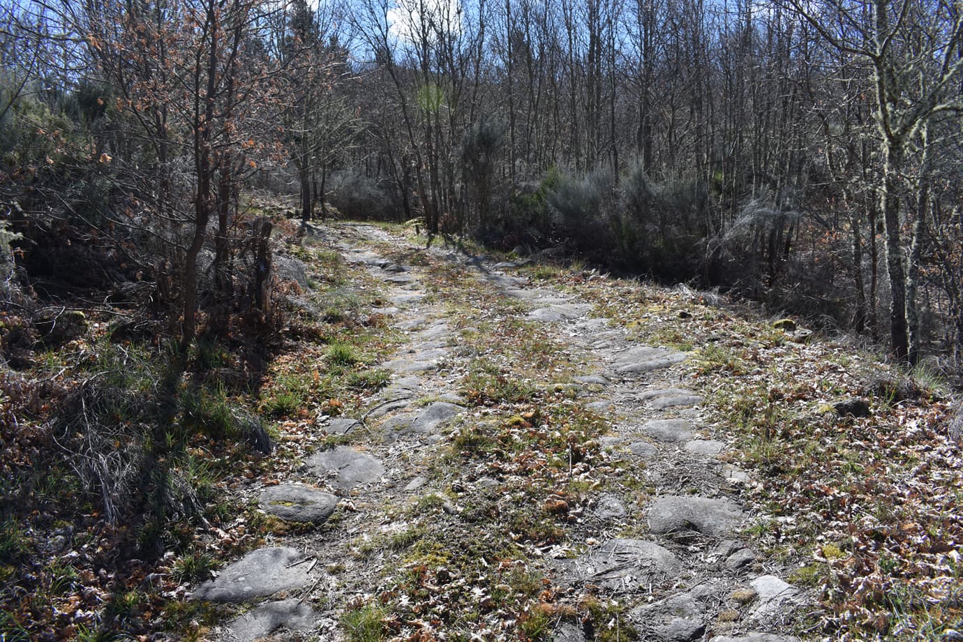 Trabajos de desbroce manual en Galicia